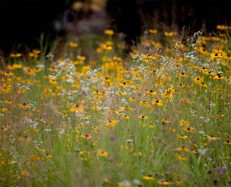 Coastal flowering meadow from seed: plant specification