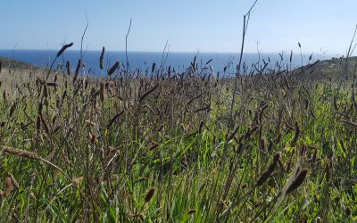 Coastal flowering meadow from seed: site analysis