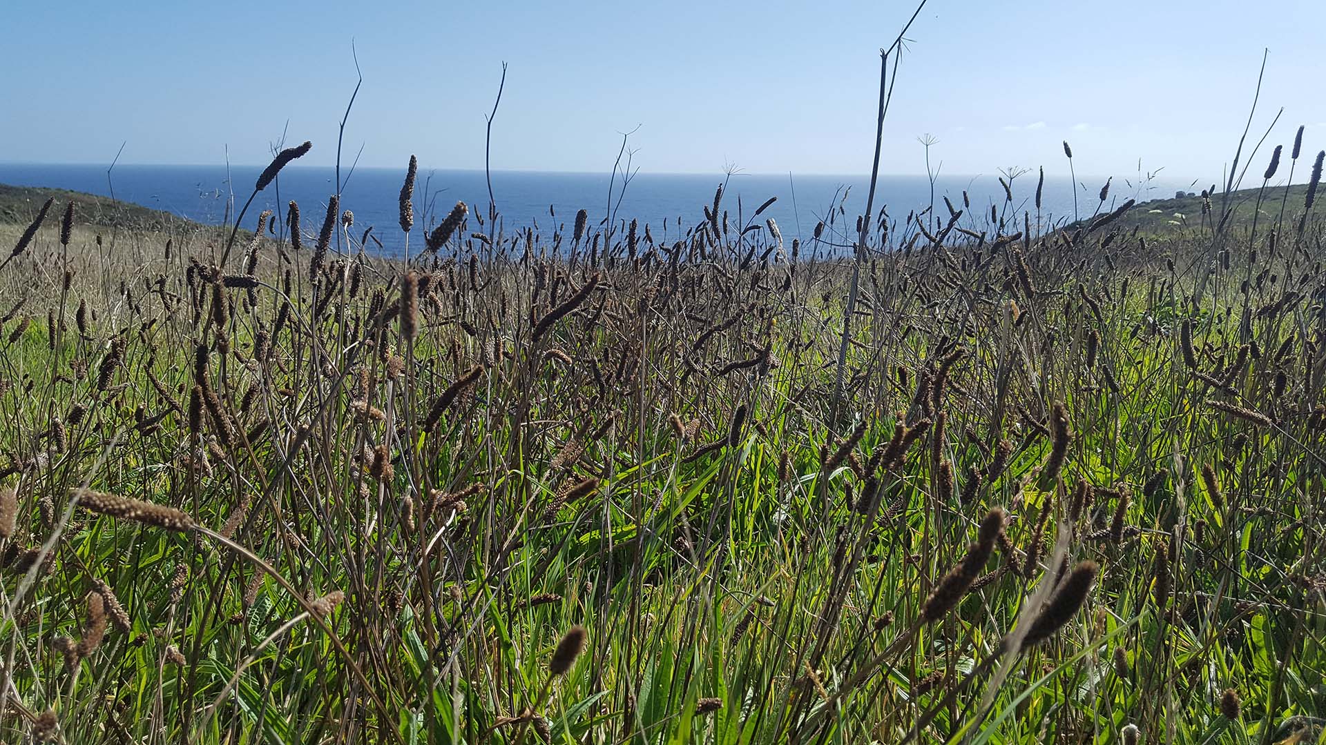 Coastal flowering meadow from seed site analysis zpdesign Landscape